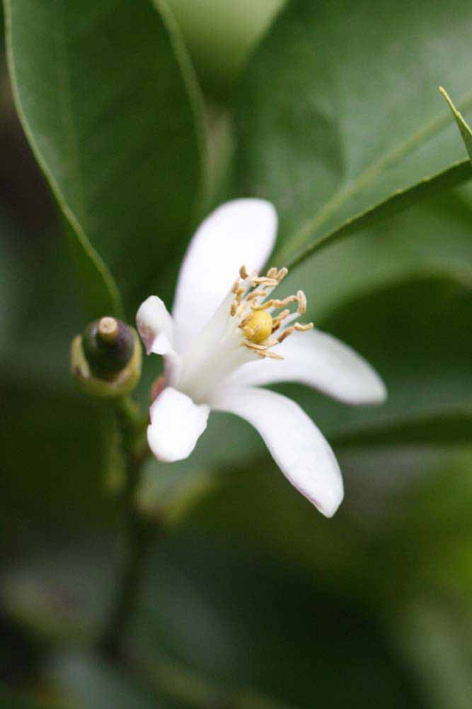                Flower (Prior, Riverside,   CA)       